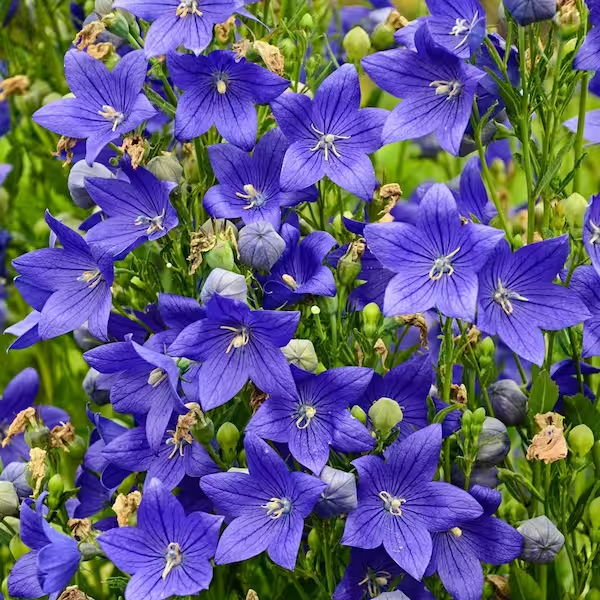 🎈Limited-time Offer💜🩵Balloon Flower Seeds