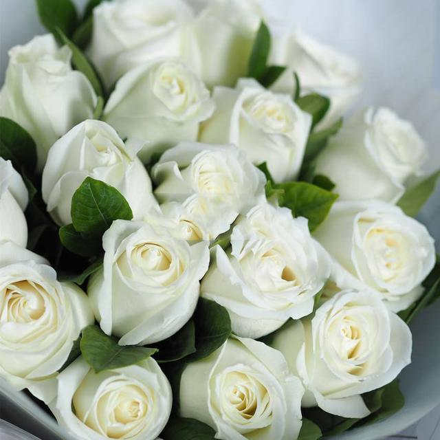 Proud white rose seed bonsai flower material-- Purity Love