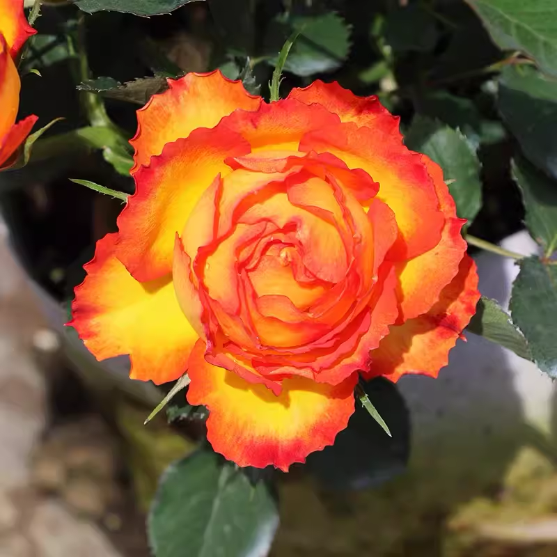 🎉56% OFF🔥Gradient flame rose seeda
