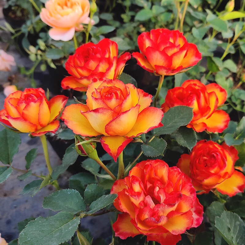 🎉56% OFF🔥Gradient flame rose seeda