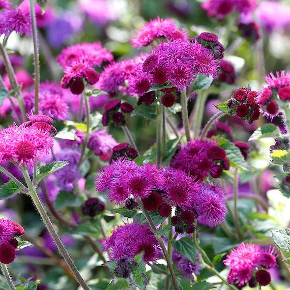 🎈New Arrival✨Ageratum Seeds