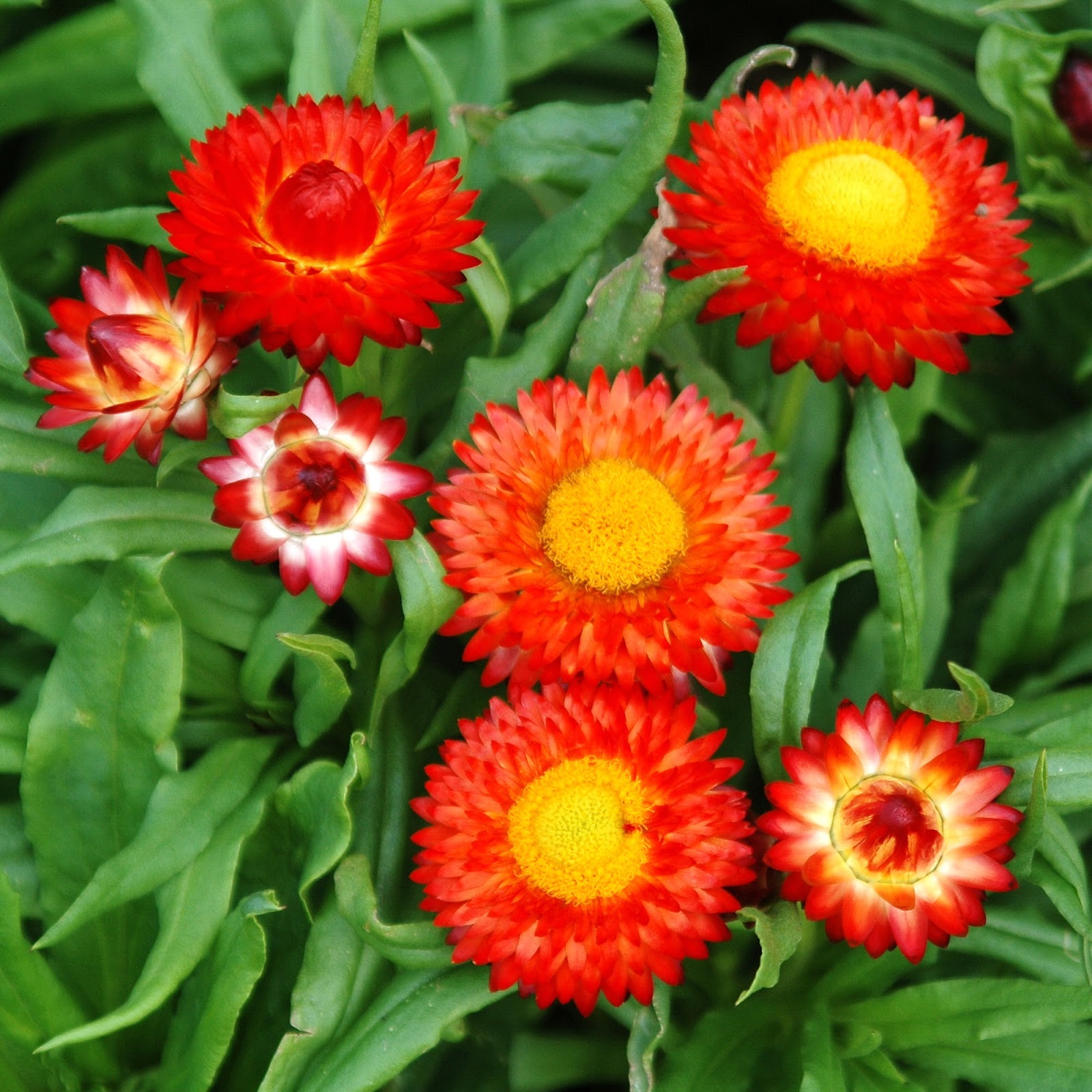 STRAWFLOWER SEEDS - GOLDEN YELLOW 50 SEEDS