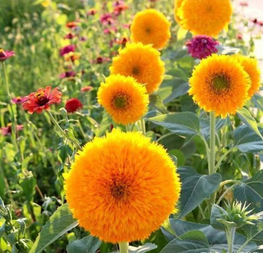 🐻Teddy Bear Sunflower Seeds🌻