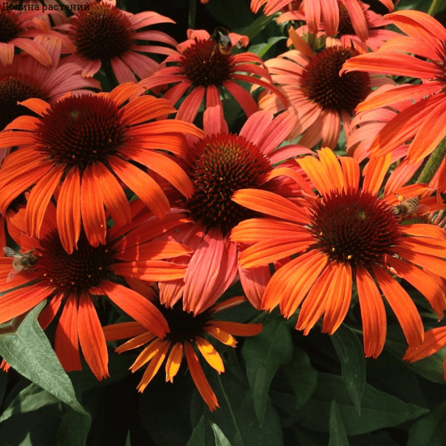 ☀️Multicolor Coneflower Seed Mix Rudbeckia Seeds