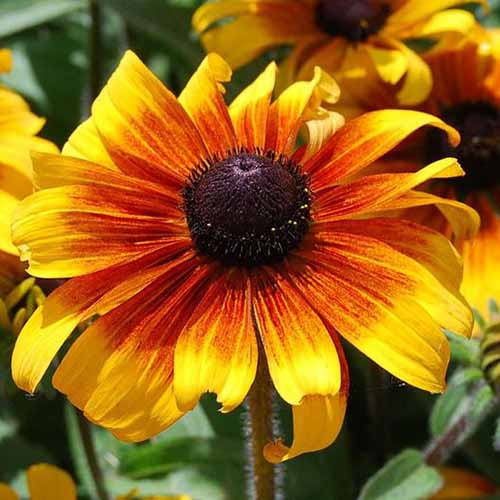 ☀️Multicolor Coneflower Seed Mix Rudbeckia Seeds