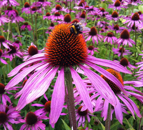 ☀️Multicolor Rudbeckia Seeds Mix Coneflower Seed