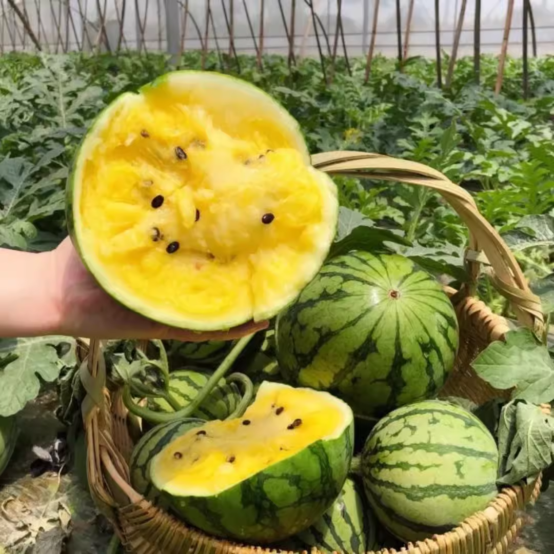 🍧🍉Ice Cream Watermelon Seeds