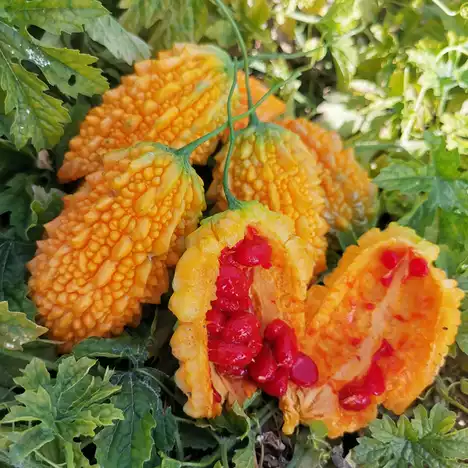 ✨😋Sweet Gold Bitter Gourd Seeds