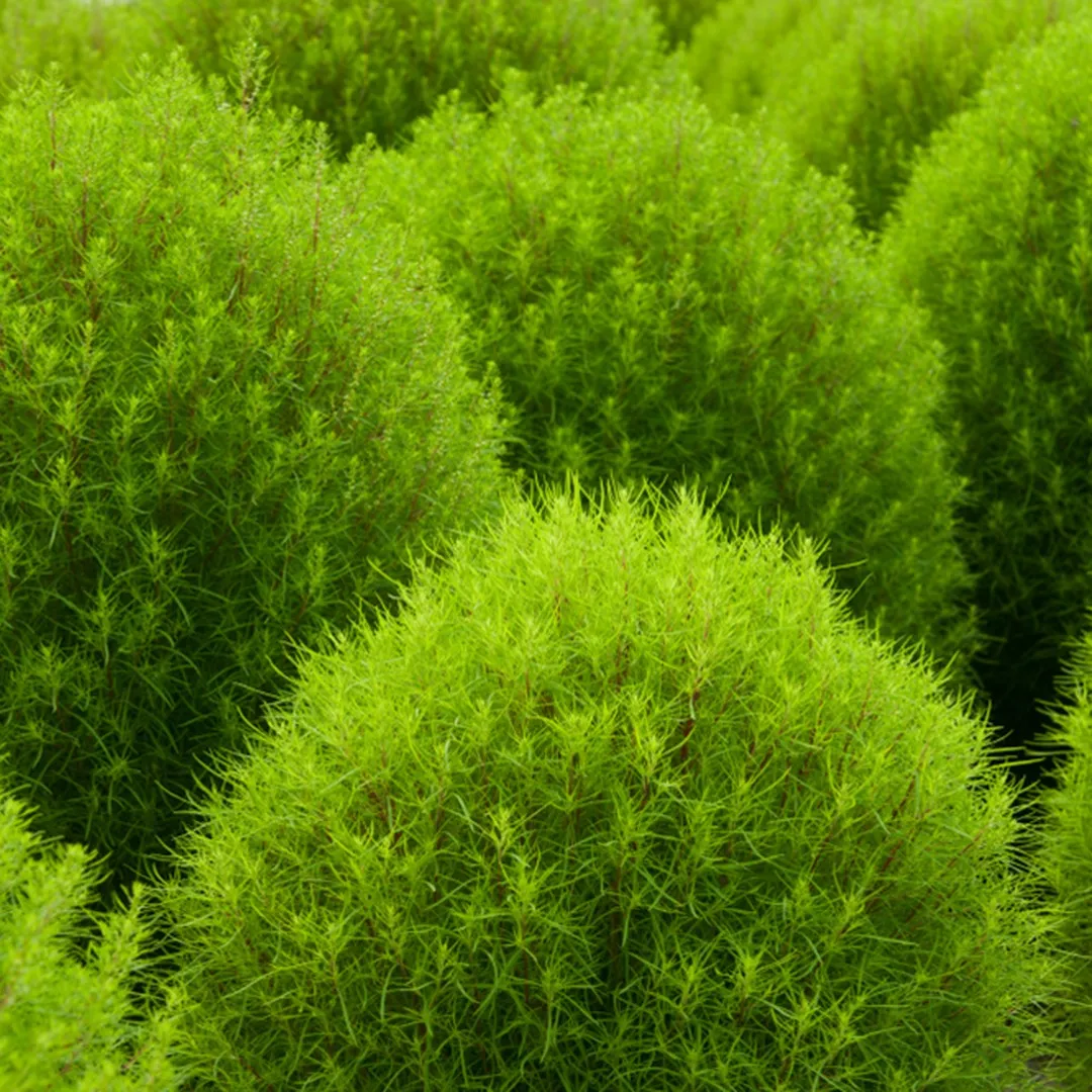 🌳Bassia Scoparia - Fluffy Marshmallows