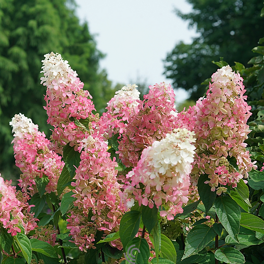 🎉Buy 2 Get 1 Free(Add 3 items to cart）🎉Hydrangea paniculata seeds🌈
