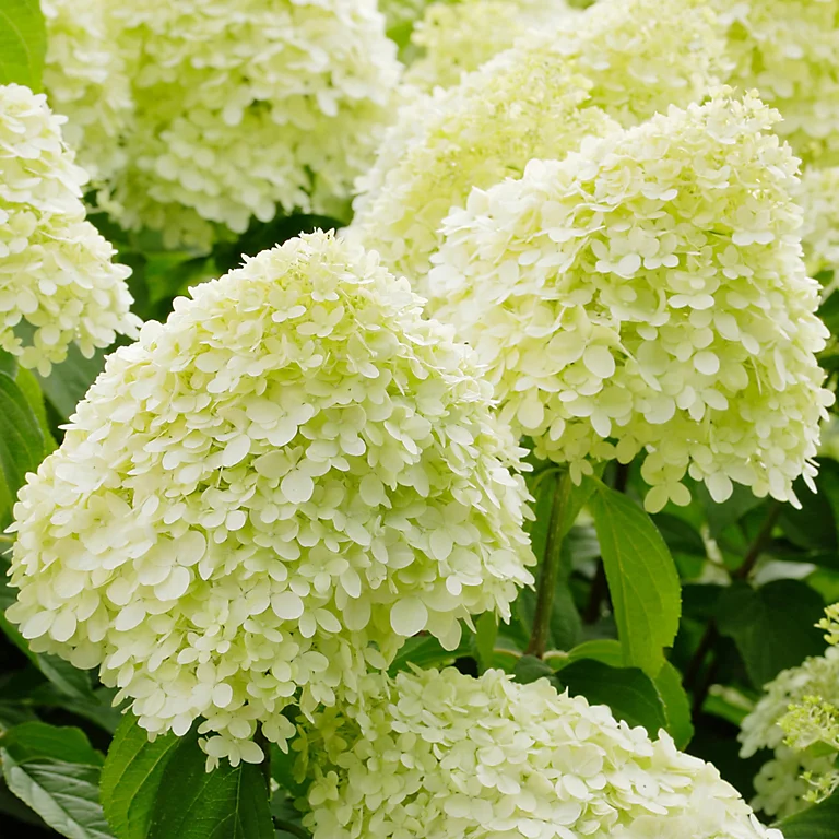 🎉Buy 2 Get 1 Free(Add 3 items to cart）🎉Hydrangea paniculata seeds🌈