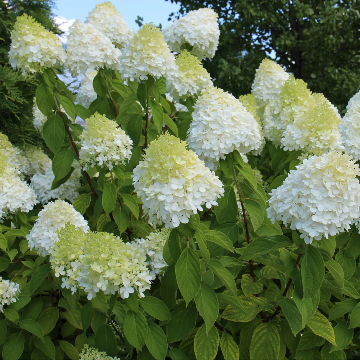 🎉Buy 2 Get 1 Free(Add 3 items to cart）🎉Hydrangea paniculata seeds🌈