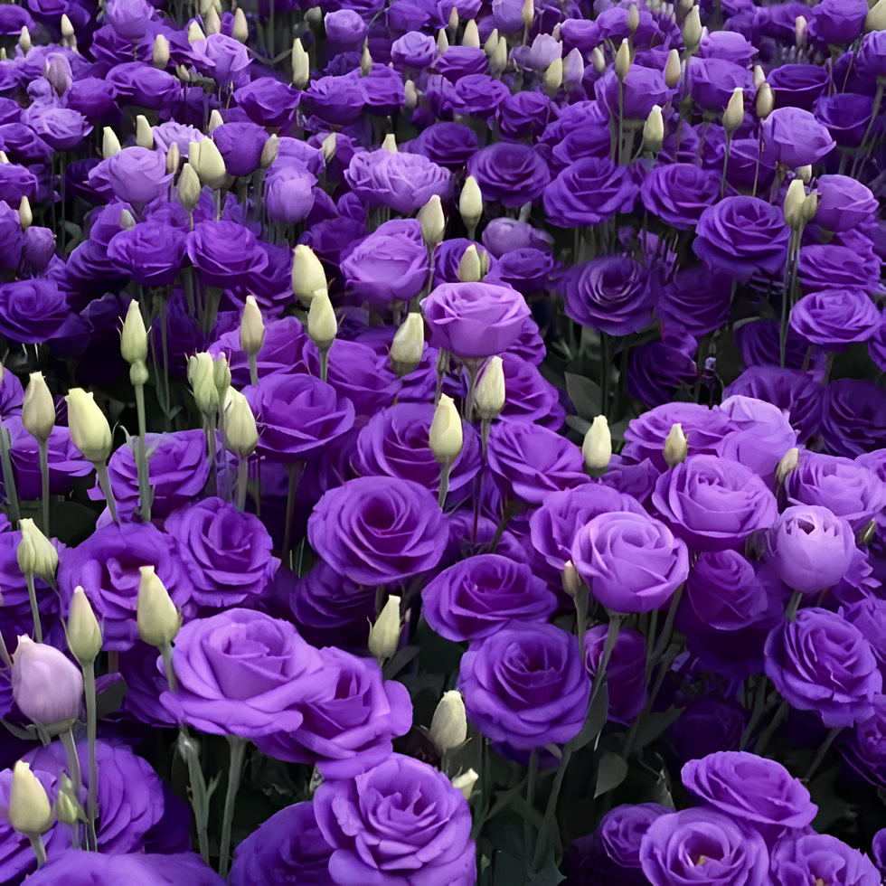 💜🥰Purple Lisianthus Seeds