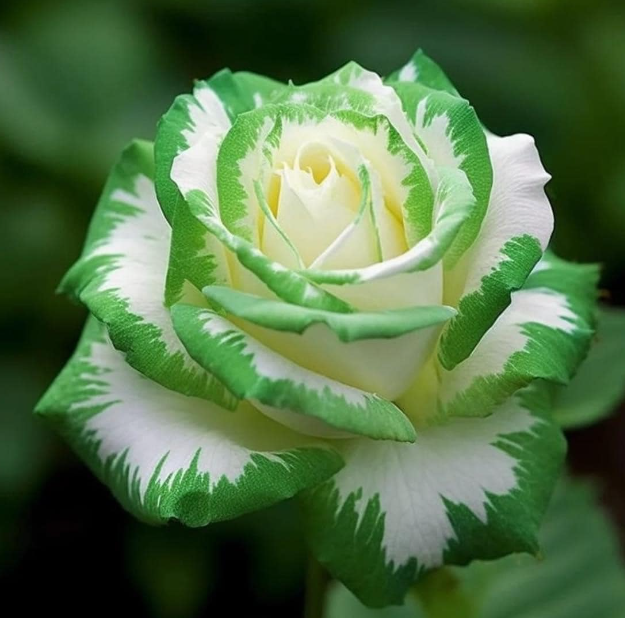 💙💙Blue Enchantress Rose Seeds✨