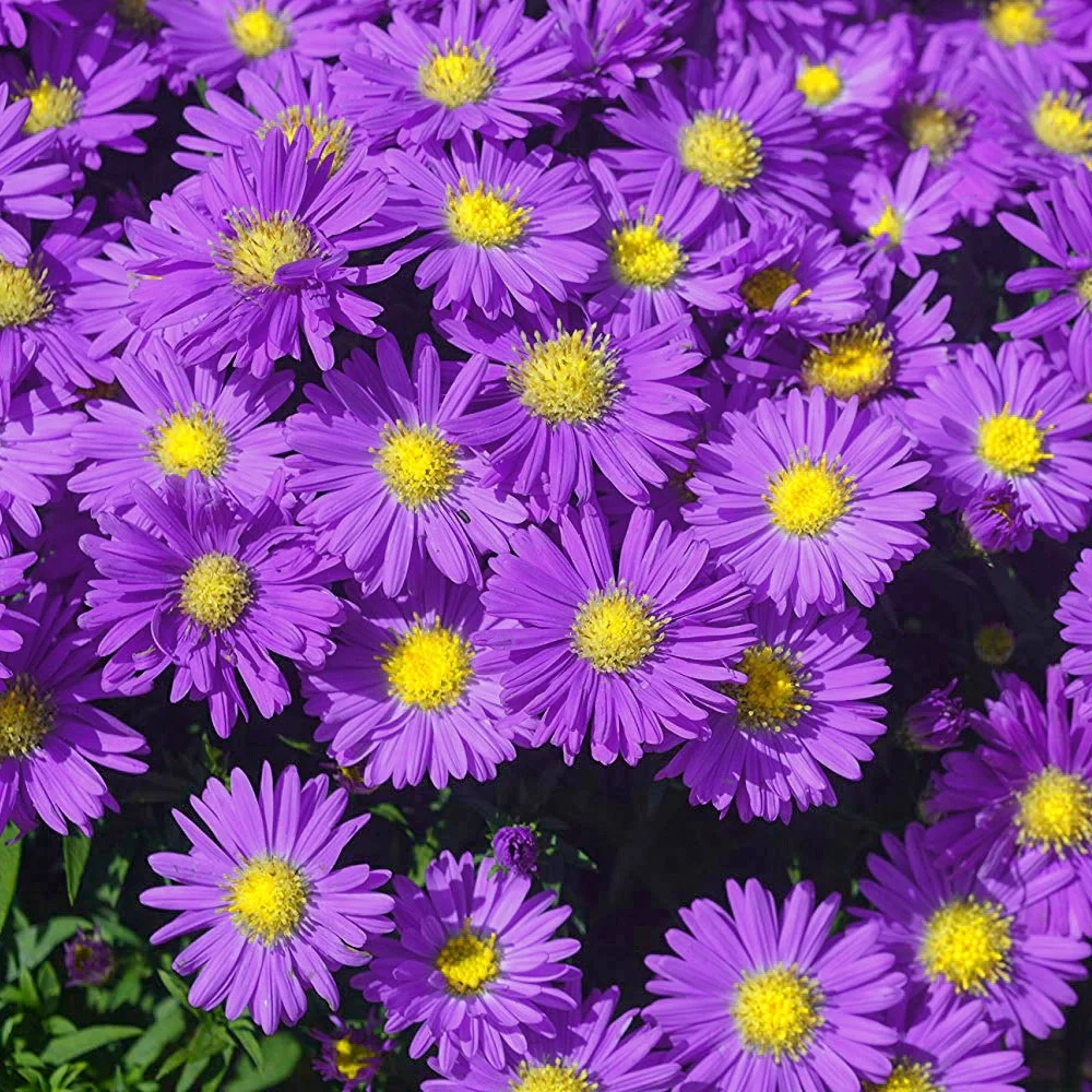 💜Fall Garden Essentials✨Aster Seeds