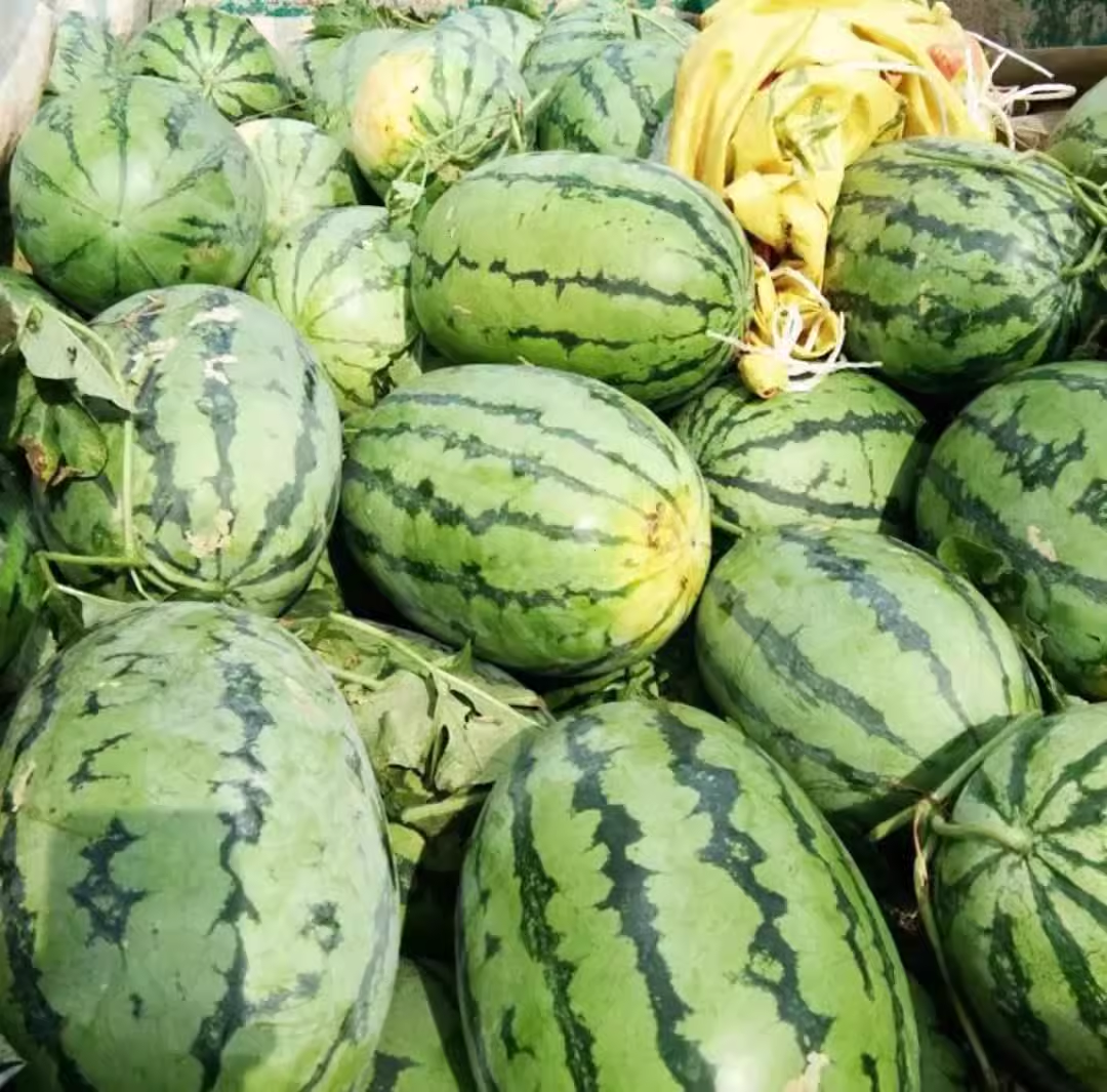 🍉 Lazy Watermelon Seeds | Grow Sweet Watermelons with Minimal Effort