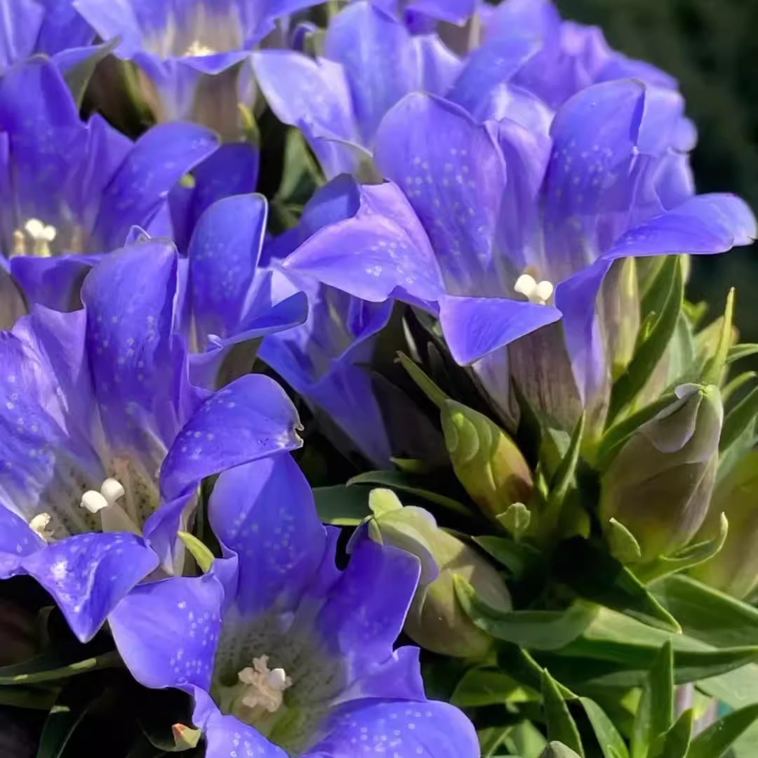💙 Blue Gentian Seeds – Vibrant Blue Flowers for Gardens