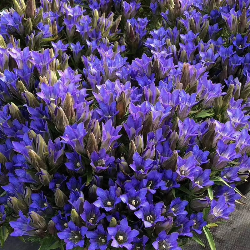 💙 Blue Gentian Seeds – Vibrant Blue Flowers for Gardens
