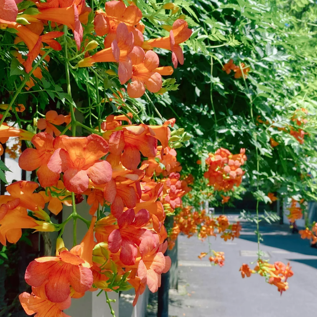 🧡America Trumpet Creeper Seeds – Vibrant Scarlet Blossoms