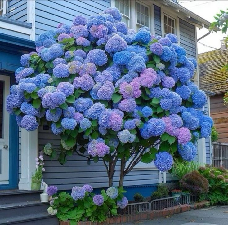 Hydrangea Tree Seeds🌺
