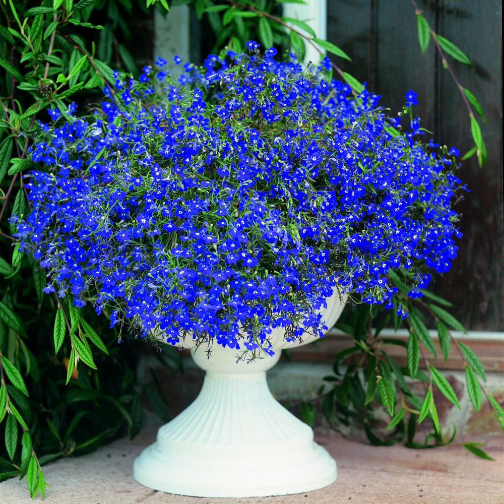 💜Lobelia Seeds – Vibrant, Low-Growing Flowers