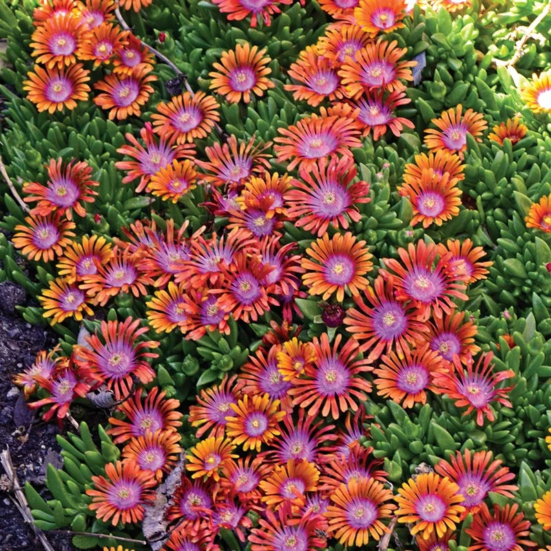 ✨ Premium Ice Plant Seeds – Fast-Growing & Heat-Resistant