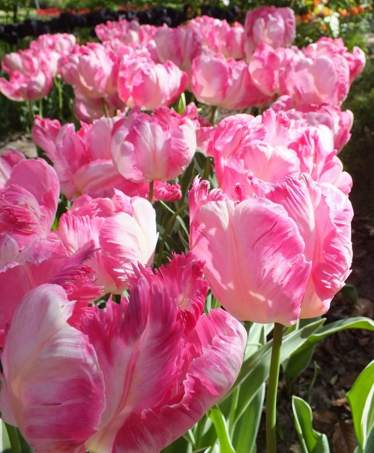🌷 Fall Favorite: Silver Parrot Tulip Bulbs