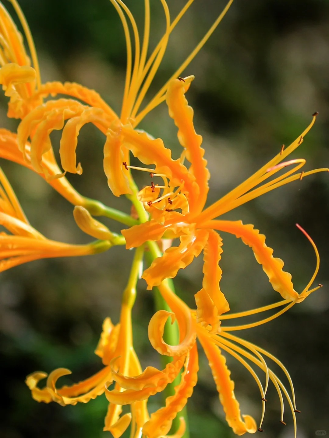 Equinox Flower Seeds