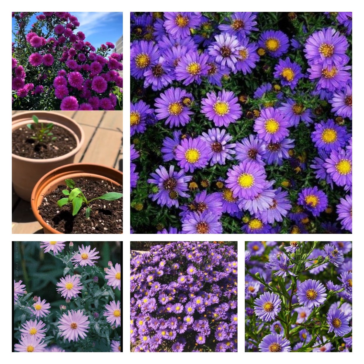 🌻Purple Daisies：Amethyst Gem