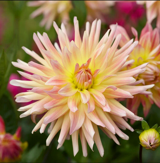 APRICOT STAR  DAHLIA