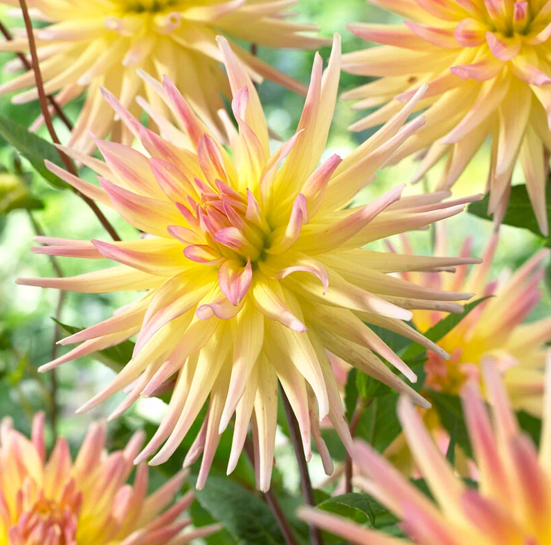 APRICOT STAR  DAHLIA