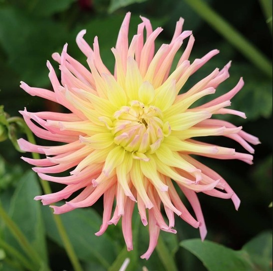 APRICOT STAR  DAHLIA