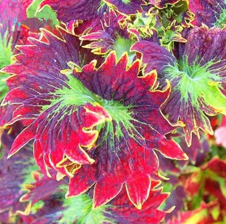 FLAME FLOWER--Coleus Bonsai Flower Leaf Plants