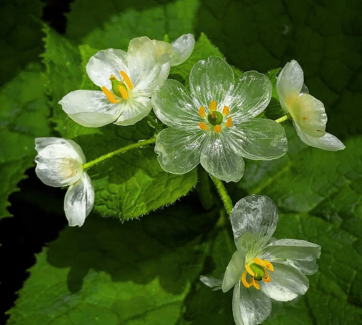 Skeleton Flower Seeds ~ Crystal Flower ~ Gray’s Double-Leaf ~ Twoflower ~ Diphylleia Grayi ~ Cool Flowers ~ Rare ~ Heirloom Seeds