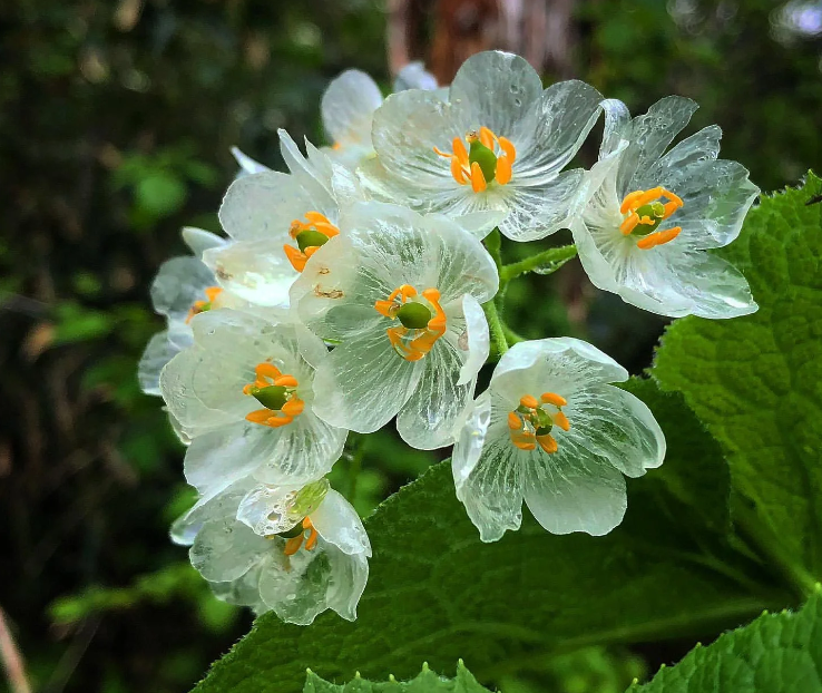 Skeleton Flower Seeds ~ Crystal Flower ~ Gray’s Double-Leaf ~ Twoflower ~ Diphylleia Grayi ~ Cool Flowers ~ Rare ~ Heirloom Seeds