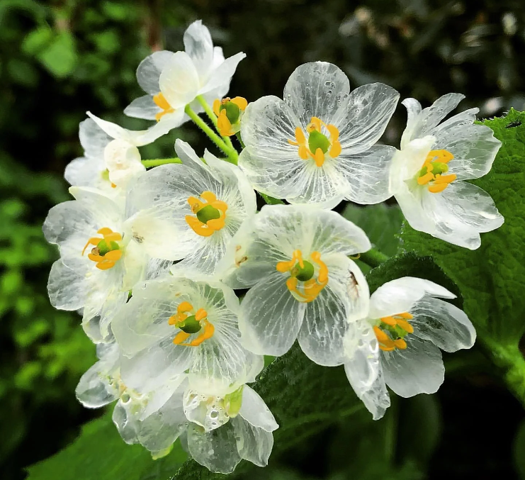 Skeleton Flower Seeds ~ Crystal Flower ~ Gray’s Double-Leaf ~ Twoflower ~ Diphylleia Grayi ~ Cool Flowers ~ Rare ~ Heirloom Seeds