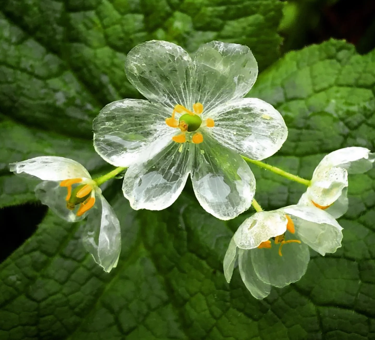 Skeleton Flower Seeds ~ Crystal Flower ~ Gray’s Double-Leaf ~ Twoflower ~ Diphylleia Grayi ~ Cool Flowers ~ Rare ~ Heirloom Seeds