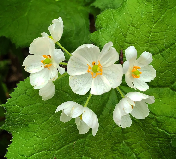 Skeleton Flower Seeds ~ Crystal Flower ~ Gray’s Double-Leaf ~ Twoflower ~ Diphylleia Grayi ~ Cool Flowers ~ Rare ~ Heirloom Seeds