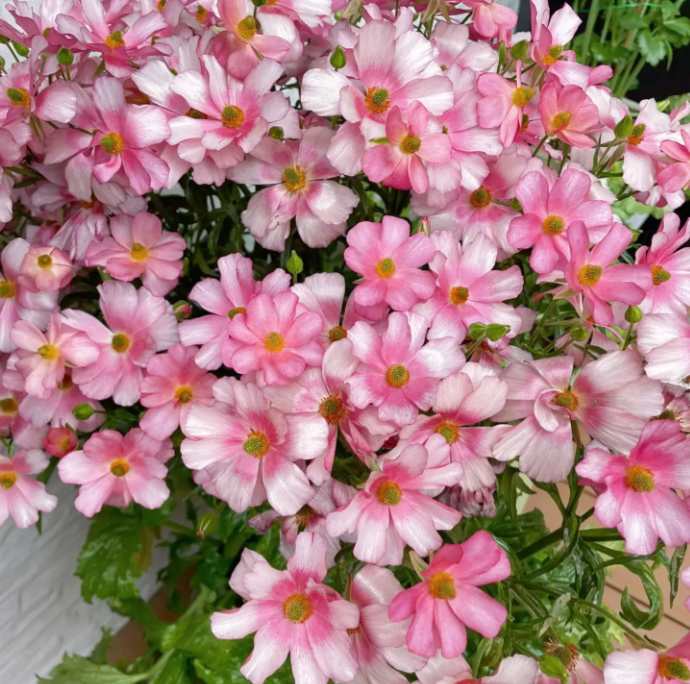 🦋Powdery Purple Butterfly Ranunculus