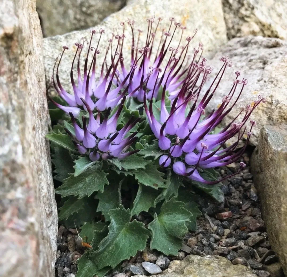 Devil's claw--Physoplexis comosa