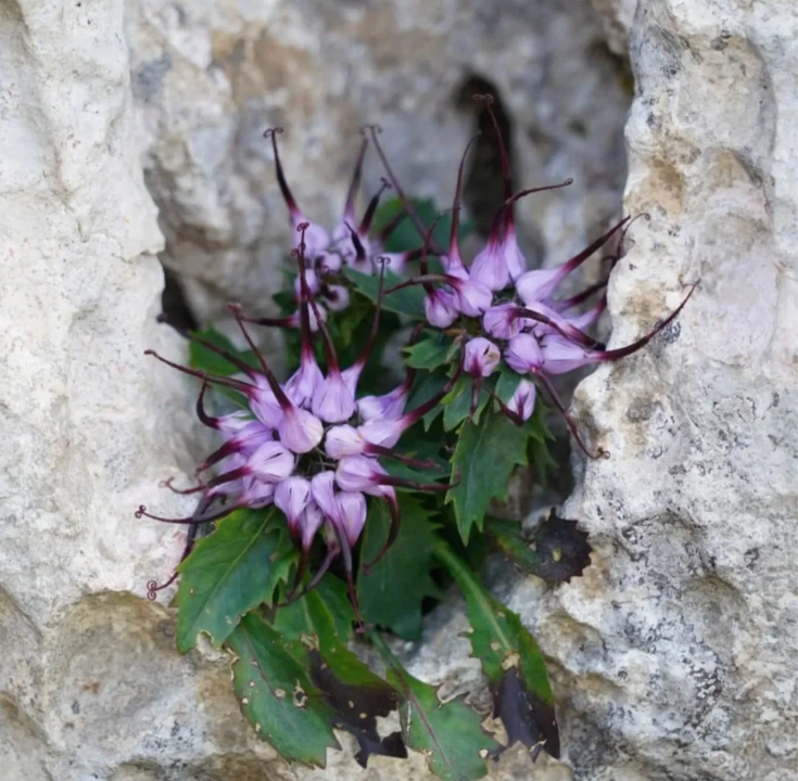 Devil's claw--Physoplexis comosa