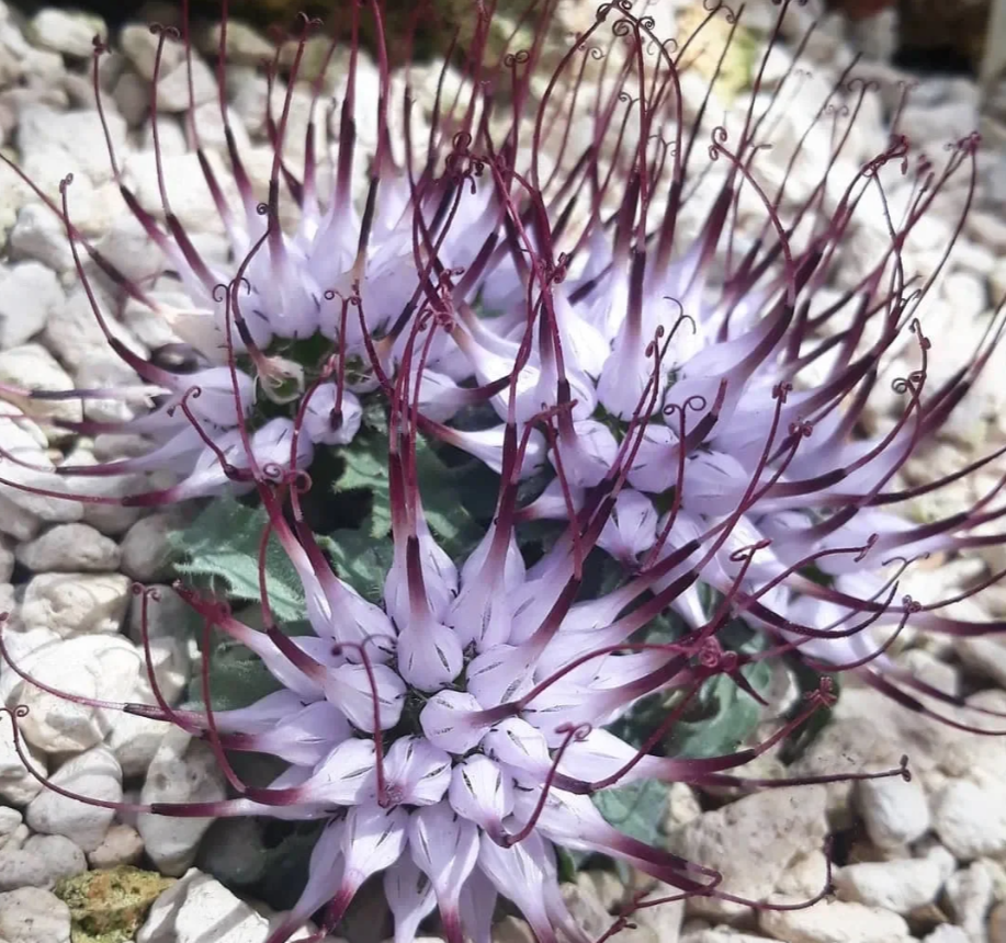 Devil's claw--Physoplexis comosa