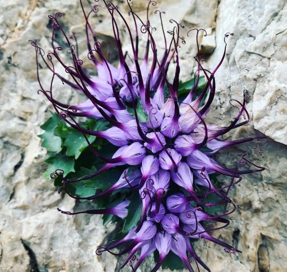 Devil's claw--Physoplexis comosa