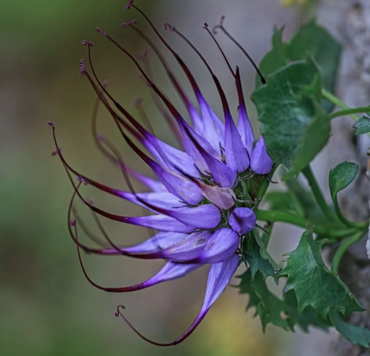 Extremely Rare Devil's claw -- Physoplexis comosa seeds ✨🎉LAST DAY 50% OFF