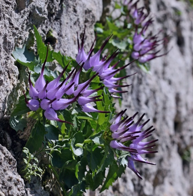 Extremely Rare Devil's claw -- Physoplexis comosa seeds ✨🎉LAST DAY 50% OFF