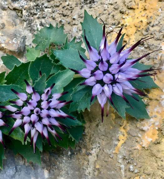 Extremely Rare Devil's claw -- Physoplexis comosa seeds ✨🎉LAST DAY 50% OFF