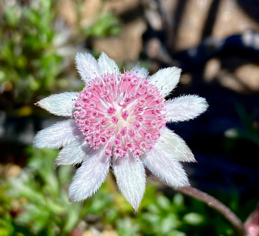 Pink Flannel Flower