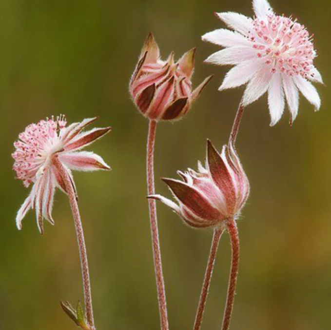 Pink Flannel Flower