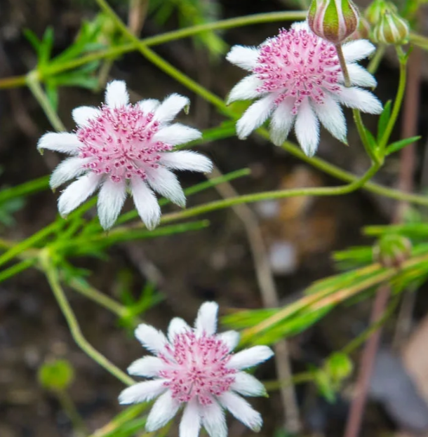Pink Flannel Flower