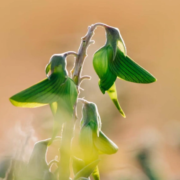 The Cyan Birdflower seeds, Regal Birdflower seeds✨🎉46% OFF